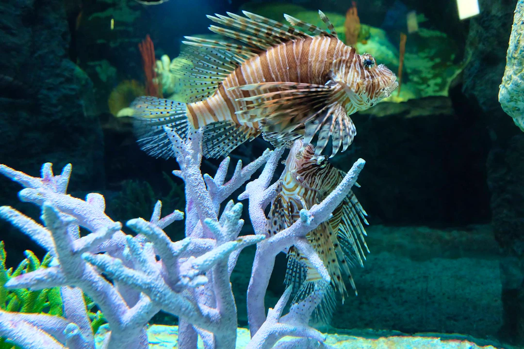 Underwater World Pattaya Tickets Category